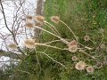 DSC00654