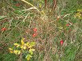DSC00655