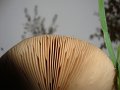 DSC00663
