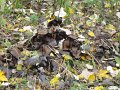 DSC00665